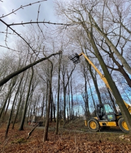 Before the tree trunks are felled, smaller limbs and branches are removed first, so the tree is easier to take down with less of a chance to damage other plantings in the process.