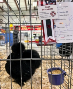 This Bearded Black Silkie won "Best Variety." A Silkie is a breed of chicken named for its fluffy plumage, which is said to feel like a combination of silk and satin.