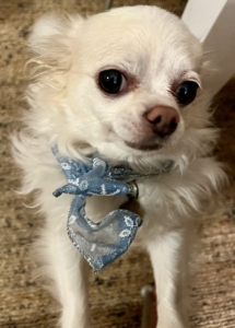 And my podcast producer, Heather Kirkland, submitted this photo from New Year's Eve. It is of her friend Diane's longhaired Chihuahua, Piper - dressed to ring in 2024.