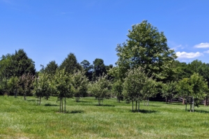 While I have many fruit trees around the farm, this orchard contains an organized selection of apple trees, plum trees, cherry trees, peach, pear, medlar, and quince trees. Many were bare-root cuttings when they arrived and now they’re beautiful mature specimens.