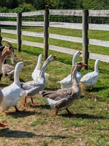 There are also many birds including ducks, geese, peafowl, and swans. In fact, Animal Nation helped me re-home a wounded Mute Swan a few years ago.