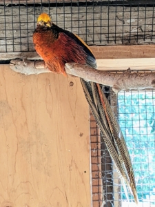 In one of Animal Nation's Sanctuary barns was an area specifically for pheasants - beautiful colorful gamebirds.