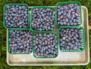 Blueberries are among the most popular berries for eating. Here in the United States, they are second only to strawberries. During summer, we pick boxes and boxes of these sweet, delicious fruits.