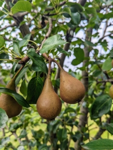 This past season, we also had plenty of pears. I planted many types of Asian pear, Pyrus pyrifolia, which is native to East Asia.