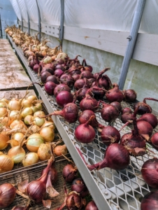 Remember all the onions we harvested last year? Such a bounty of gorgeous fresh onions – it’s one of our favorite crops to pick. The onion, Allium cepa, is the most widely cultivated species of the genus Allium.