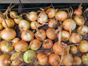 Onions require 90 to 100 days to mature from seed, which is around four months. We start seeding our vegetables shortly after the New Year and then in spring we transplant them into the garden.