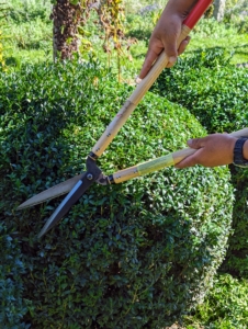 Here, Phurba uses Japanese hedge shears to groom the boxwood shrubs. I prefer hand held tools - it's a slower process, but they make cleaner, neater, more detailed cuts compared to powered versions.