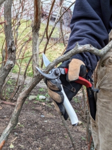 Pruners are among the most essential tools here at my Bedford, New York farm. Pruners, or secateurs, are used for grooming all the garden specimens. Their primary purpose is to remove dead, diseased, or damaged stems, and branches from plants and bushes.