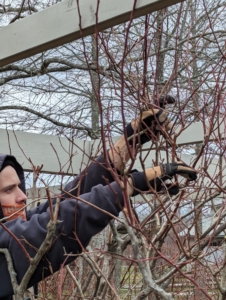 Brian also checks for any crisscrossed branches or ones that are rubbing. He goes through each bush carefully as he prunes.