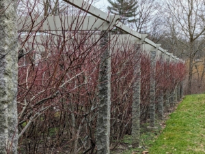 This is what they looked like before pruning. When pruning, we always make sure the outer rows are within the pergola posts. Here, it is easy to see how much growth has occurred.