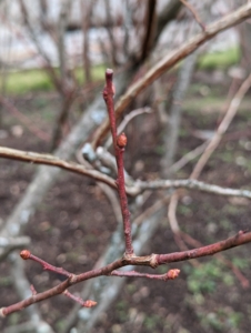 In winter, flower buds are easily visible on one-year-old wood and their numbers can be adjusted by pruning to regulate the crop load for the coming year.