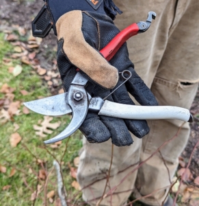 When pruning, Brian uses these Okatsune pruners - they are very dependable and long lasting. Everyone on my crew has a pair.