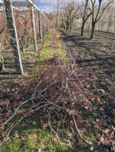 Here are pruned branches ready to be taken to our chipping pile. Pruning takes some time, but the benefits are great. With good, regular pruning and maintenance, our bushes are sure to produce a bounty of fruits year after year.
