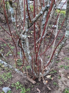 It’s easy to discern an old blueberry branch from a new one – the newer branches are pliable and dark in color, while the old branches are rough-barked and lighter in color. When pruning, cut about one-third of the branches all the way down to the ground to stimulate new stems to emerge from the roots.