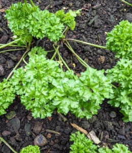 This parsley has round, curly leaves. In general, it is less robust in taste than the flat-leaf varieties.