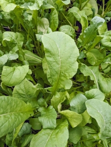 This is our bed of arugula. Arugula leaves, also known as rocket or roquette, are tender and bite-sized with a tangy flavor. All our vegetables are planted at different times as part of succession planting, a practice of seeding crops at intervals of seven to 21 days in order to maintain a consistent supply of harvestable produce throughout the season. I am a big fan of succession planting. This dramatically increases a garden’s yield, while also improving produce quality.