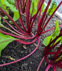 And these are the bold red beet stalks. Beetroot stalks are edible and can be eaten raw or cooked.