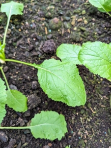 These are the leaves of turnips. The vegetables are not ready yet, but when harvesting, I always gently remove the surrounding earth first to see if the vegetables are big enough. If not, I push the soil back into place. Turnips are smooth flat, round and white vegetables that mature early and are best harvested young – when they are up to two inches in diameter. The flavor is sweet and fruity, and the texture is crisp and tender. Both the root and the leaves of the turnip are edible. The leaves have a taste similar to mustard greens but with a less intense spicy flavor.