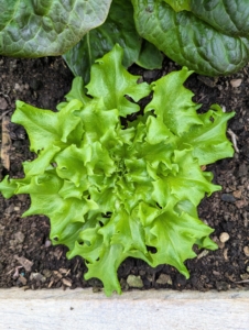 I always grow lots of varieties of lettuce, so I can share them with my daughter and her children.