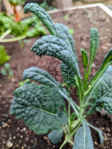 In the next bed, our kale. Kale is related to cruciferous vegetables like cabbage, broccoli, cauliflower, collard greens, and Brussels sprouts. There are many different types of kale – the leaves can be green or purple in color, and have either smooth or curly shapes.