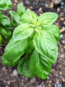 Basil, also called great basil, is a culinary herb of the family Lamiaceae. It is a tender plant, and is used in cuisines worldwide - in sauces and soups, on pizza and pasta, in salads, sandwiches, and a host of other dishes.