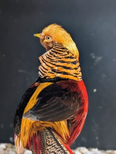 Males have a golden-yellow crest with a hint of red at the tip. The face, throat, chin, and the sides of neck are rusty tan.