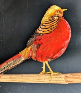 This is the red golden pheasant with its bright colorful plumage. This bird is a little more social than the other two. He often comes to the front of the coop to see visitors.