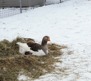 I always provide a good bedding of hay, so they can relax comfortably. Hay also helps provide good footing on icy surfaces.