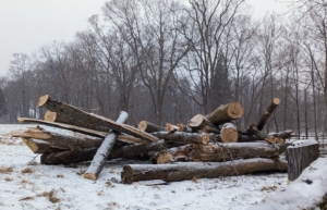 These are larger trees taken down because they were dead, damaged, or diseased. Many trees are ash trees infested and killed by the dangerous emerald ash borer.