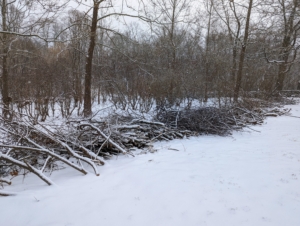 As trees are cut down, pruned, or groomed, neat piles of branches are placed to the side of the gardens and near the carriage road. These piles will be picked up and ultimately chipped and re-distributed as wood chips.