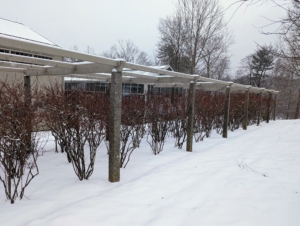 And not far are my blueberry bushes - newly pruned and groomed.