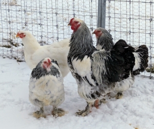 Back at my Bedford, New York farm, here are four of the six chickens I brought home - three White Rock and three Light Brahmas.