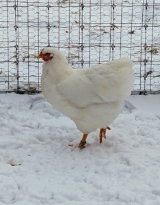 The White Rock is considered a standard size chicken, but still quite large at six to seven pounds for each hen; roosters are a pound or two heavier. White Rocks are a variety of Plymouth Rock chicken that was first bred in New England in the late 19th century. Hens are good layers of brown eggs.