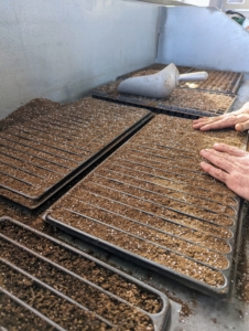 The soil should be level with the top of the tray. Ryan fills several trays first and works in a production line process.