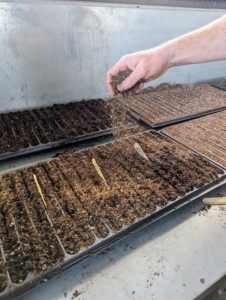 Once the seeds are dropped, Ryan adds an additional light layer of soil mix, so the seeds are completely covered.