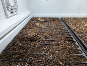Once the seed trays are done he places them into our trusted commercial size Urban Cultivator growing system – it has water, temperature and humidity all set-up in the refrigerator like unit.