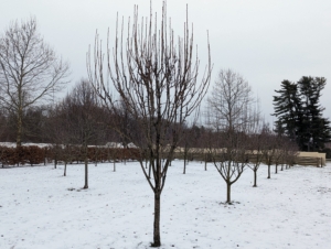 And this is the orchard now. The fruit trees are extremely healthy, in part because of all the care and maintenance that is done to keep them doing well. Here is a section of apple trees that need to be pruned.