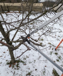 Brian cuts branches that are rubbing or crisscrossing each other, preventing any healthy new growth. Basically, the goal is to create a tree with well spaced lateral branches. Any branches which interfere with the tree’s shape or create a dense framework should be removed.