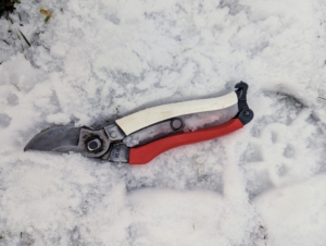 The proper tools for this job include these trusted pruners. If you follow my blog regularly, you may have read my tool sharpening post yesterday. These Okatsune bypass pruners are very sharp and ready for work.