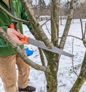 Here, Brian removes crowded branches to help let in light and promote good air circulation. Brian is also mindful of the leader. A leader is the dominant trunk of a tree. He defines which one it is and creates a good shape around it.