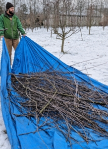 One tip - prune with a tarp nearby for cut branches. After the branches are cut, they are gathered, neatly piled, and then either saved for kindling or processed through a wood chipper to make mulch.