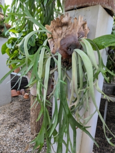 Here is the other staghorn fern hanging nearby. I adore staghorns and over the years have collected quite a few of these magnificent specimens.