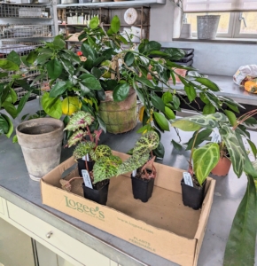 It is always so much fun to visit Logee's - I never come home empty handed. Once I get the specimens home, I bring them into my main greenhouse, so they can be repotted, fed, and watered.