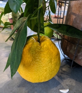 And look at this citrus fruit growing on my newest specimen. I am so excited to try it.