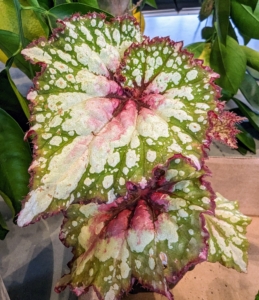 Here is a closer look at the leaf center. This begonia thrives in bright to medium indirect light, so it's best kept near an east or west facing window.