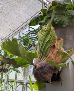 Ryan chose to hang the staghorns on two upright pillars in the greenhouse. Staghorn ferns are very interesting plants. Fern leaves are actually called fronds, and staghorn ferns have two types. The first is the “antler” frond – these are the large leaves that shoot out of the center of the plant, and from which staghorn ferns get their names, since they resemble the antlers of deer or moose. The second type of staghorn fern frond is called the shield frond. These are the round, hard plate-like leaves that surround the base of the plant. Their function is to protect the plant roots, and take up water and nutrients.