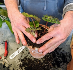 And then gently places it into the new pot – planting it slightly deeper than it was before. If needed, a little more potting mix is added around the plant and patted down, so there is good contact between the plant and the soil.