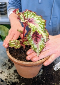 This is Begonia Joy's Jubilee. It is a colorful and beautiful begonia with stunning white dots on deep green outer banding that transitions to a rich magenta center. This plant also has ruffled-edged leaves. It is a Byron Martin hybrid. Logee’s has been hybridizing begonias for a long time.