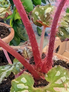 Because begonias store water in the rhizomes, which are its thick, fuzzy stems, it is important not to overwater them. Only water these plants when the top one-inch of soil feels dry.
