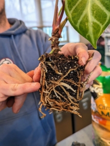 These are the roots of a very healthy Anthurium magnificum. Here, Ryan points out the new root growth. Anthurium is a genus of about 1,000 species of flowering plants, the largest genus of the arum family, Araceae. Other common names include tailflower, flamingo flower, and laceleaf.